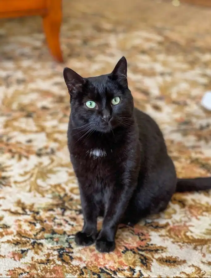 Merlin, la mascotte d'Arborigine, coiffeur végétal à Montaigu